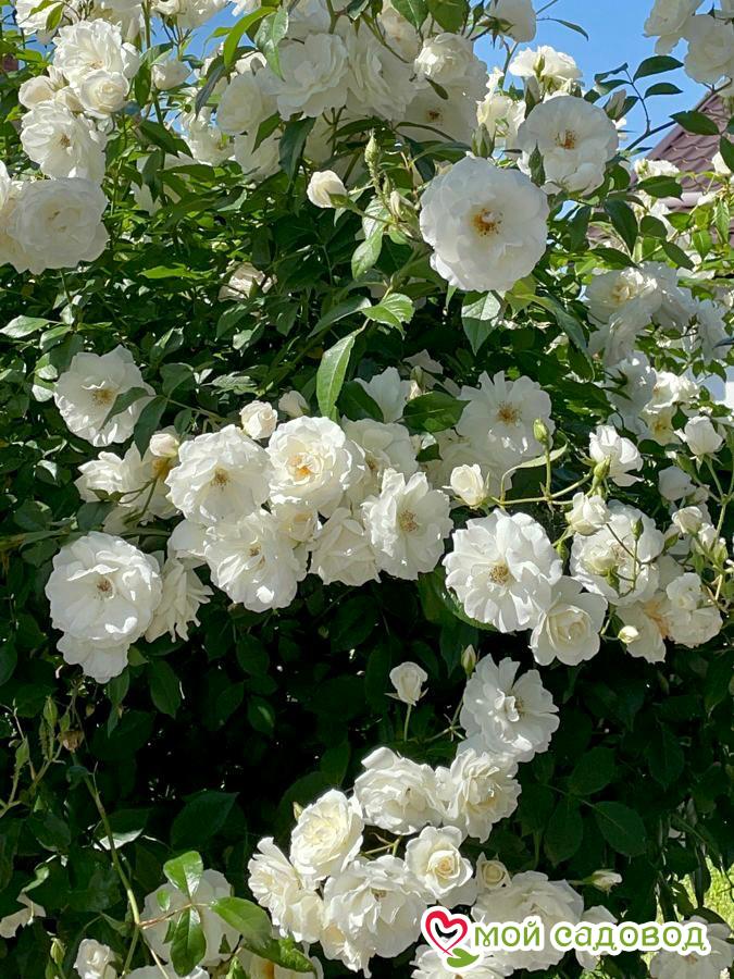 Роза Белый каскад