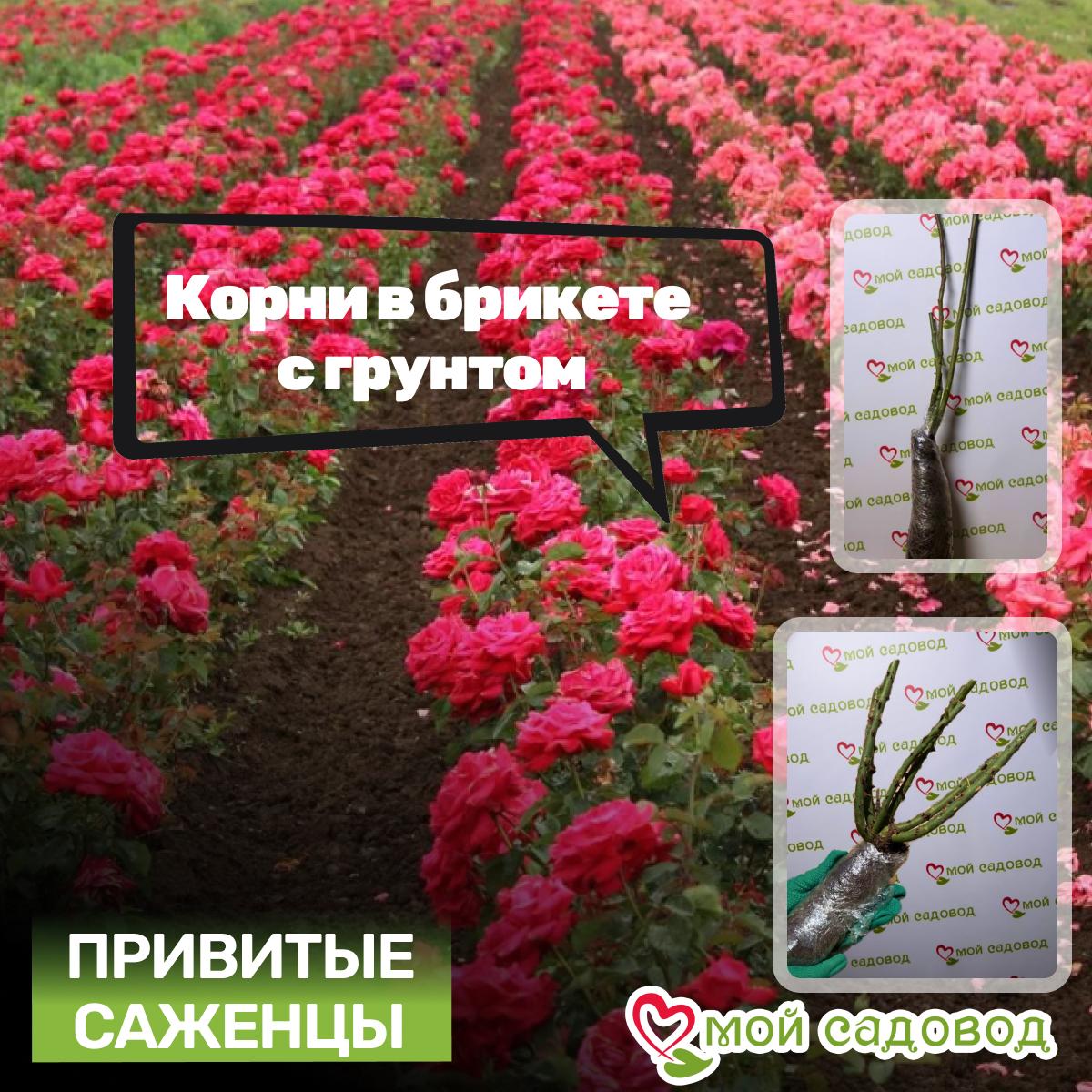 Роза Беатрис