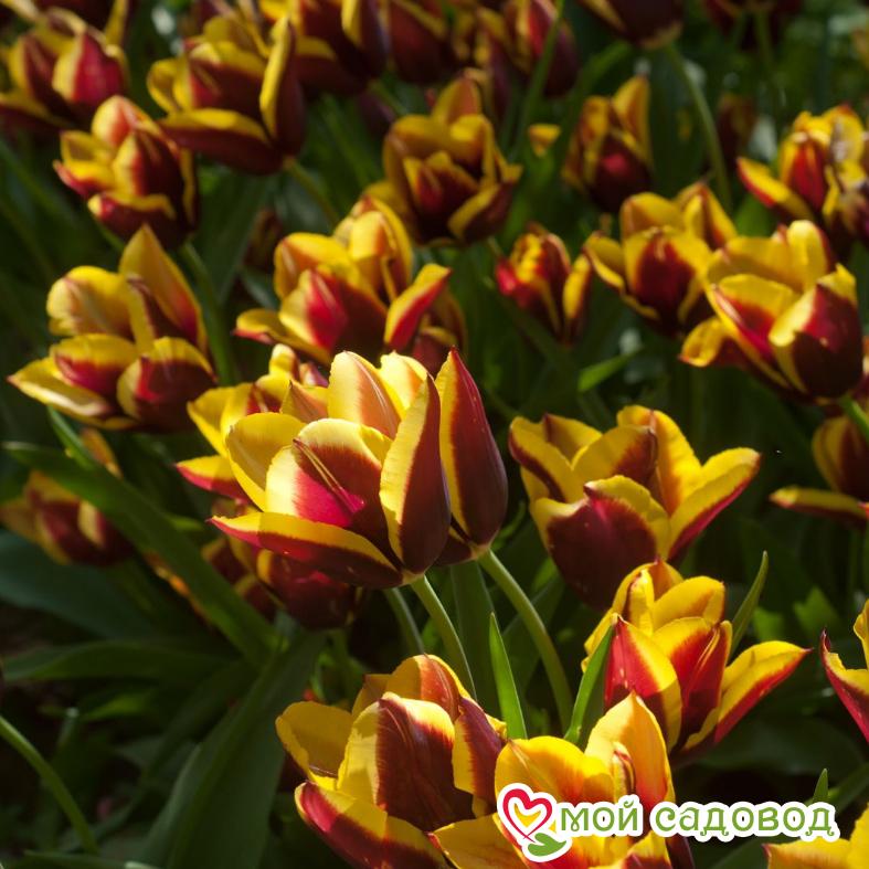 Тюльпан Триумф Гавота