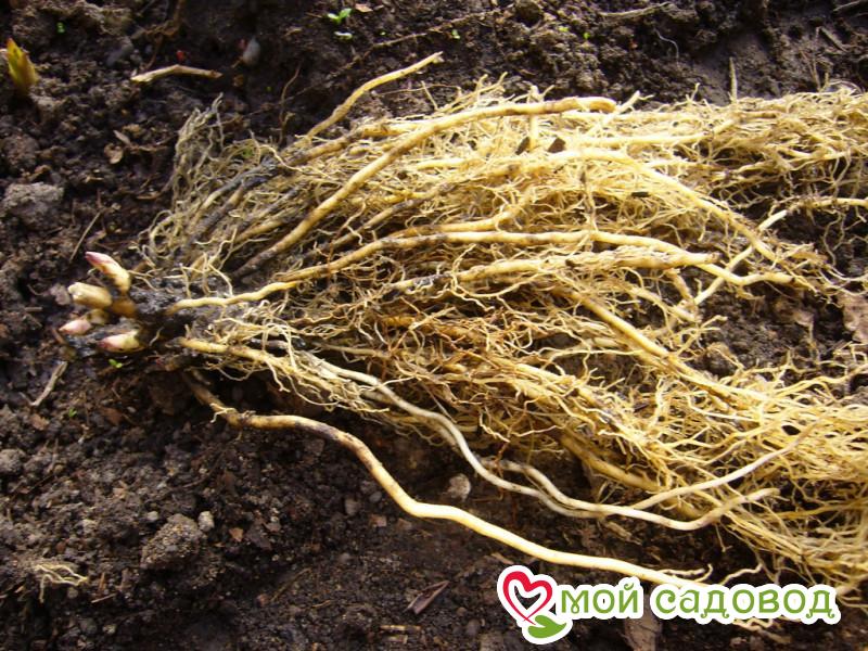 Флокс Велюр Прайд